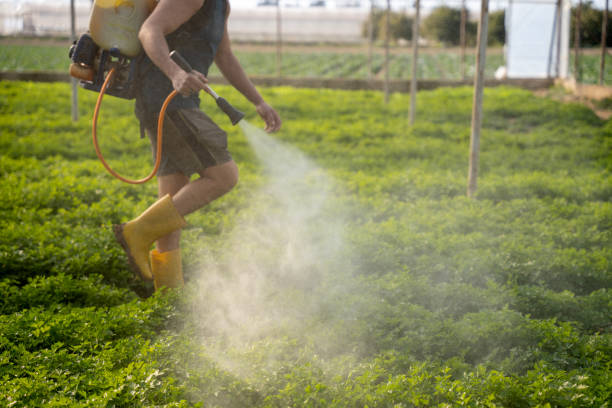 Best Exterminator Services  in Ecru, MS