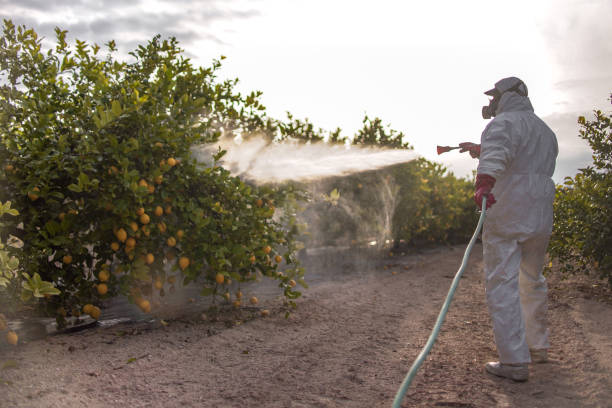 Best Pest Prevention Services  in Ecru, MS