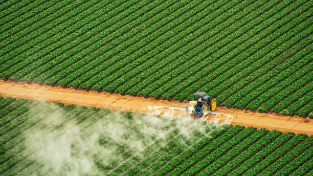 Best Pest Removal Services  in Ecru, MS