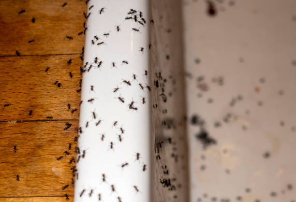 Best Bed Bug Extermination  in Ecru, MS
