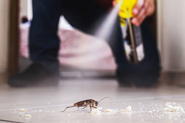 Flea Control Services in Ecru, MS